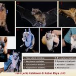 Burung Migran Australia Singgah di Kebun Raya UHO, 44 Spesies Terdata