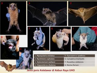 Burung Migran Australia Singgah di Kebun Raya UHO, 44 Spesies Terdata