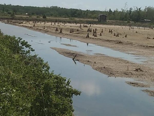 Hutan Tergerus Aktivitas Ilegal, Warga Soroti Dugaan Pembiaran di Taman Nasional Rawa Aopa Watumohai