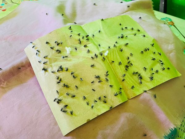 Lurah Lalowaru Benarkan Keberadaan Peternakan Ayam Potong, Diduga Jadi Sumber Wabah Lalat