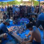 Iduladha di Konawe: Bahtra Banong Kurban Sapi Jumbo 1 Ton untuk Warga Onembute