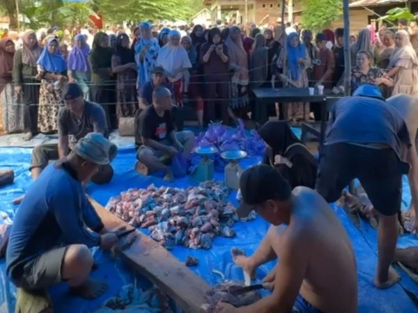 Iduladha di Konawe: Bahtra Banong Kurban Sapi Jumbo 1 Ton untuk Warga Onembute
