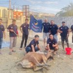 Solid bergerak! DPW, DPD, dan Legislator dari Partai NasDem Sultra Kolaborasi Salurkan 50 Ekor Hewan Kurban