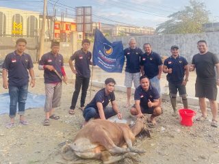 Solid bergerak! DPW, DPD, dan Legislator dari Partai NasDem Sultra Kolaborasi Salurkan 50 Ekor Hewan Kurban