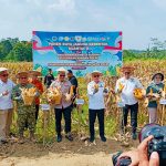 Pemprov Sultra Apresiasi Panen Raya Jagung Polda Sultra Dukung Ketahanan Pangan Nasional