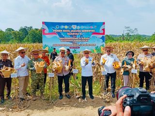 Pemprov Sultra Apresiasi Panen Raya Jagung Polda Sultra Dukung Ketahanan Pangan Nasional