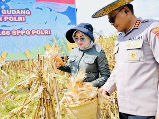 Jagung Melimpah, Harapan Meningkat, Pemkot dan Polresta Kendari Pertegas Komitmen Ketahanan Pangan