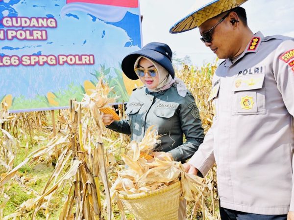 Jagung Melimpah, Harapan Meningkat, Pemkot dan Polresta Kendari Pertegas Komitmen Ketahanan Pangan