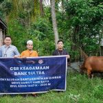 Sambut Idul Adha 1447 H, Bank Sultra Salurkan CSR 23 Ekor Sapi Kurban ke Seluruh Wilayah Sulawesi Tenggara