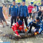 Pagi-Pagi Bikin Heboh, Seekor Buaya Naik ke Darat, Damkar Kota Kendari Sigap Mengamankan