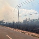Kebakaran Hutan Berulang Setiap Tahun, Peneliti Sentil Efektivitas Penanganan Karhutla