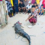 Seekor Buaya Terjerat Jaring Ikan Warga di Abeli Kendari