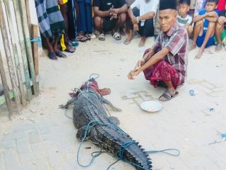 Seekor Buaya Terjerat Jaring Ikan Warga di Abeli Kendari
