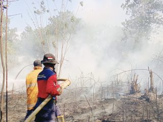 Kebakaran Lahan Kosong Terjadi di Padaleu Kendari, Petugas Damkar Butuh 1,5 Jam Padamkan Api