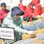Cabai Tembus Rp70 Ribu/Kg, Pemkot Kendari Intervensi Harga Lewat Gerakan Tanam Pangan