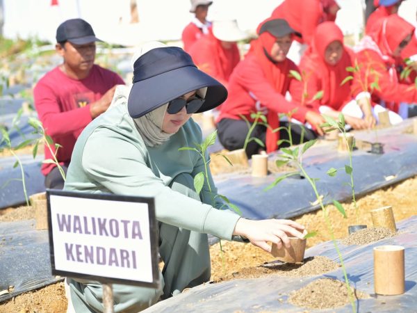 Cabai Tembus Rp70 Ribu/Kg, Pemkot Kendari Intervensi Harga Lewat Gerakan Tanam Pangan