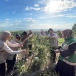 Tani Merdeka Kendari Turun ke Lahan Tani di Baruga : Serap dan Siap Kawal Pemberian Bibit, Irigasi, Hingga Pupuk Gratis