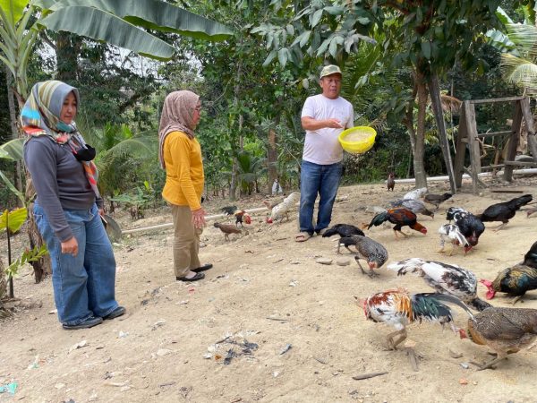 Jaga Ketahanan Pangan Keluarga, Kadis Ketapang Kota Kendari Ajak Warga Beternak Ayam