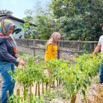 Siasati Harga Cabai yang Melonjak, Dinas Ketapang Kendari Ajak Warga Sulap Teras Jadi Pangan Mandiri B2SA