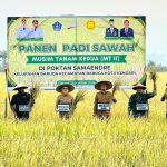 Wali Kota Kendari Pimpin Panen Padi Musim Tanam II di Persawahan Amohalo