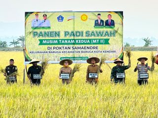 Meski Kemarau Panjang, Sawah di Kota Kendari Tetap Produktif dan Panen Raya