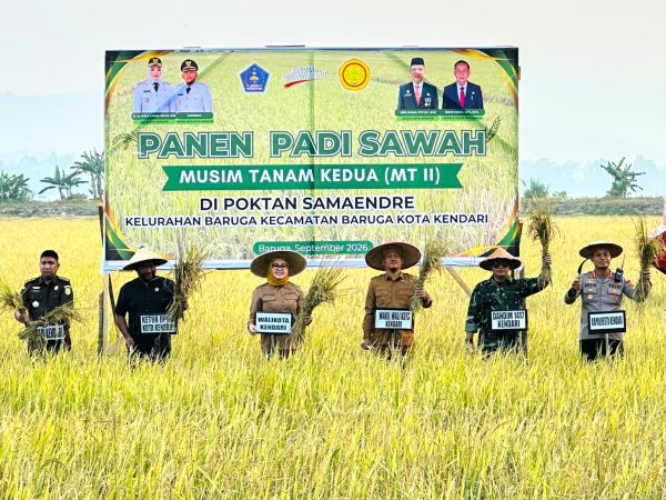 Meski Kemarau Panjang, Sawah di Kota Kendari Tetap Produktif dan Panen Raya