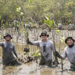 Perkuat Ekosistem Pesisir, Kalla Toyota Tanam 43.000 Mangrove