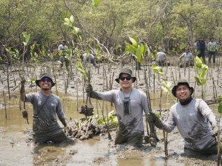 Perkuat Ekosistem Pesisir, Kalla Toyota Tanam 43.000 Mangrove